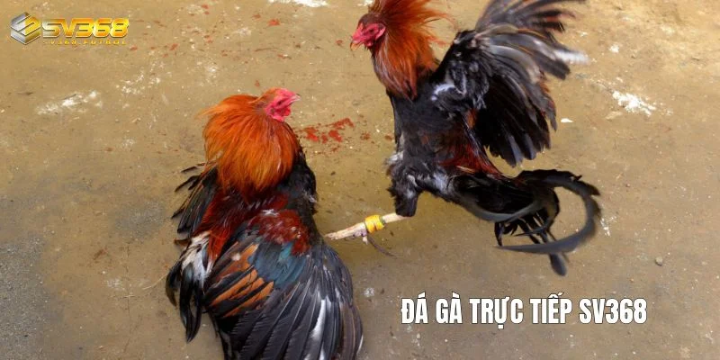 da ga truc tiep